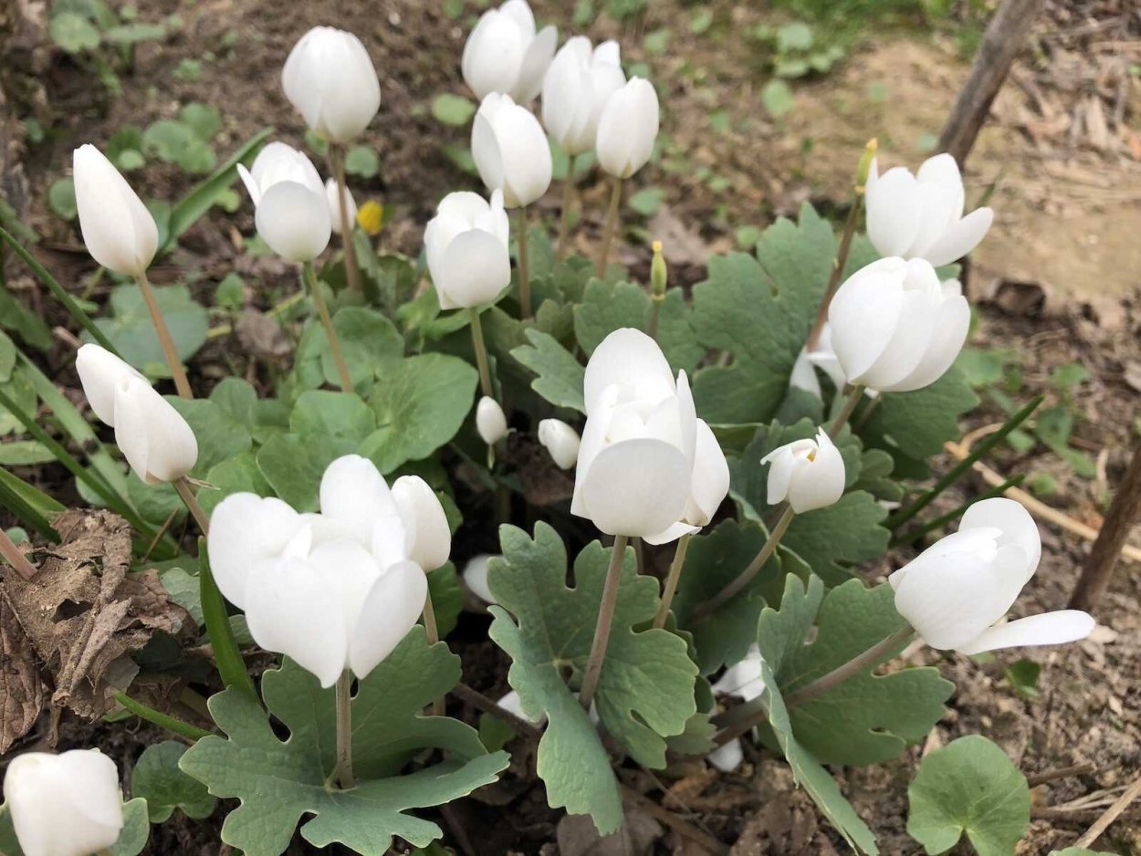 Сангвинария Канаденсис