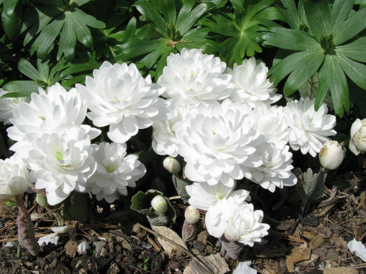 Сангвинария канадская флоре Плено