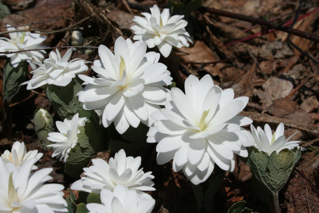 Сангвинария канадская Sanguinaria canadensis