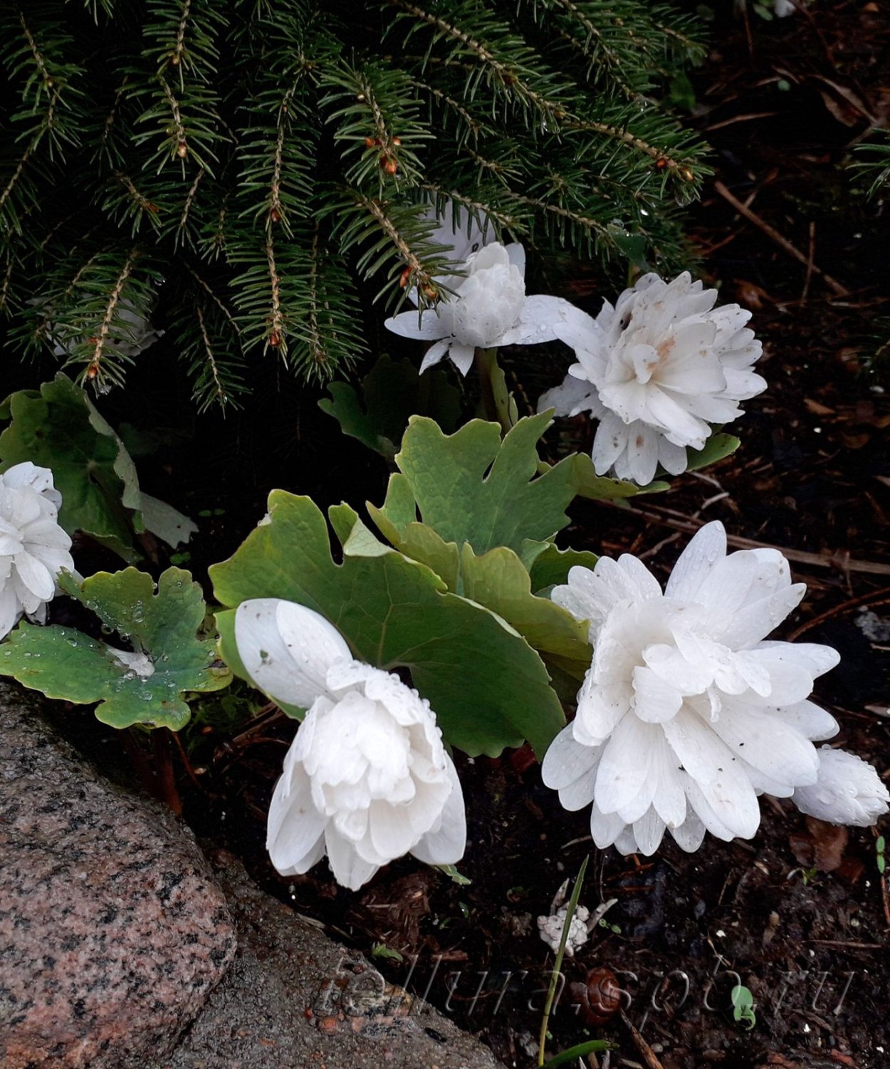 Sanguinaria canadensis 'Multiplex'