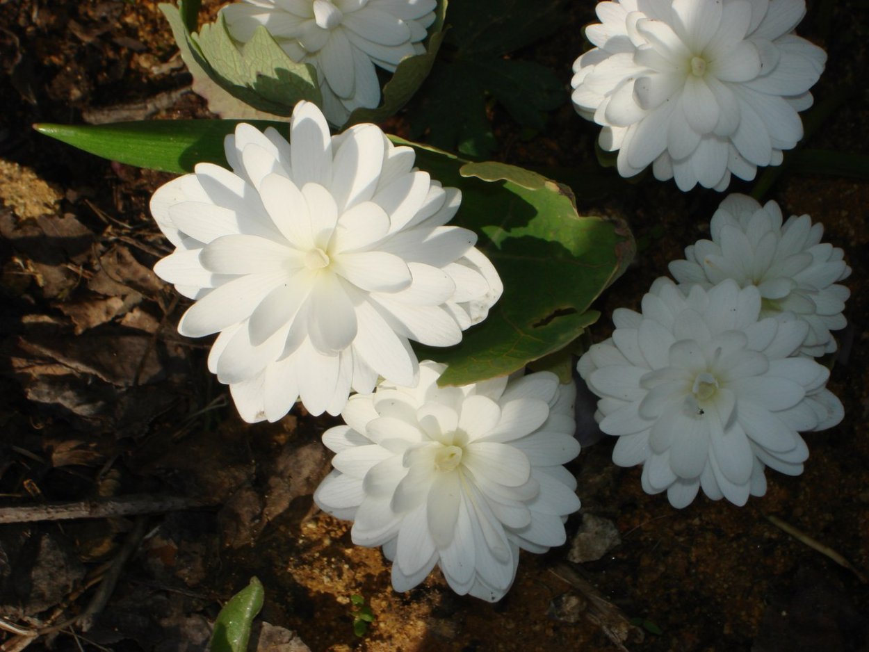 Сангвинария Sanguinaria canadensis