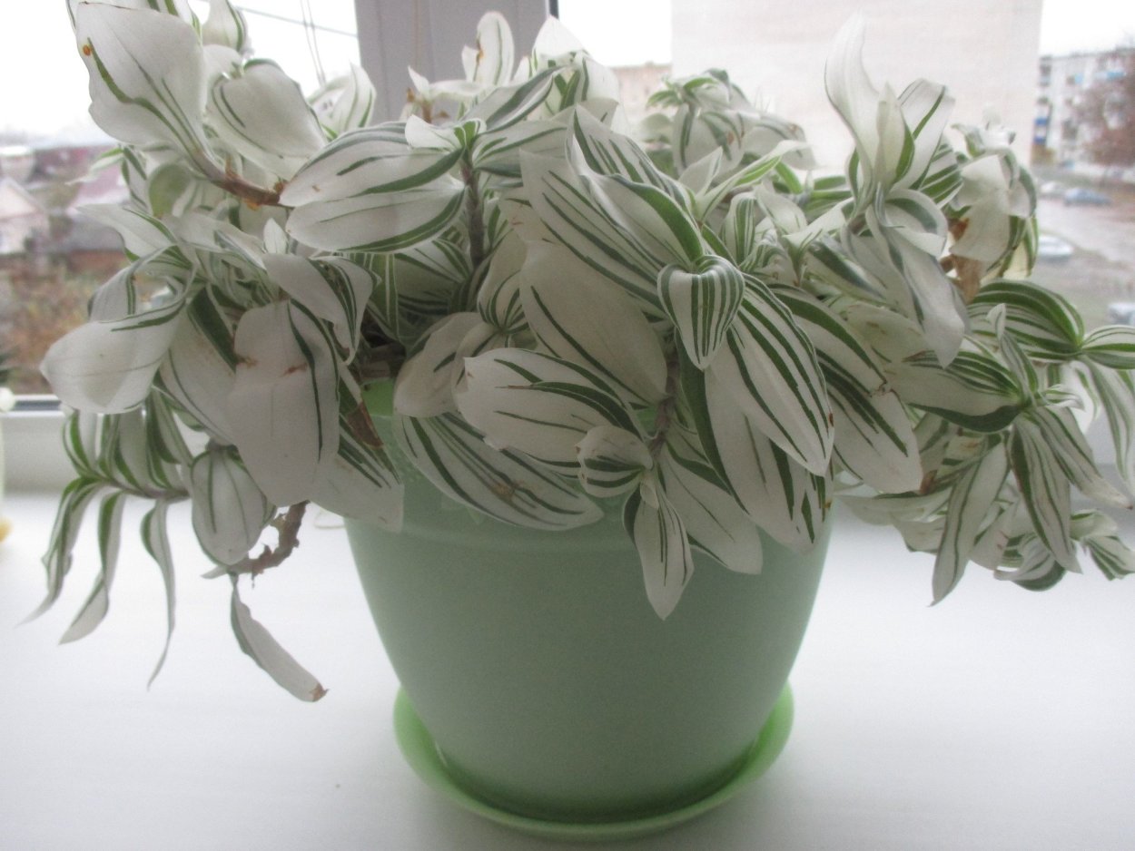 Традесканция белоцветковая Триколор