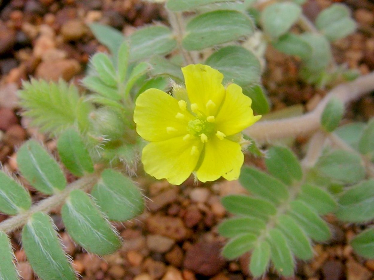 Растение якорцы стелющиеся