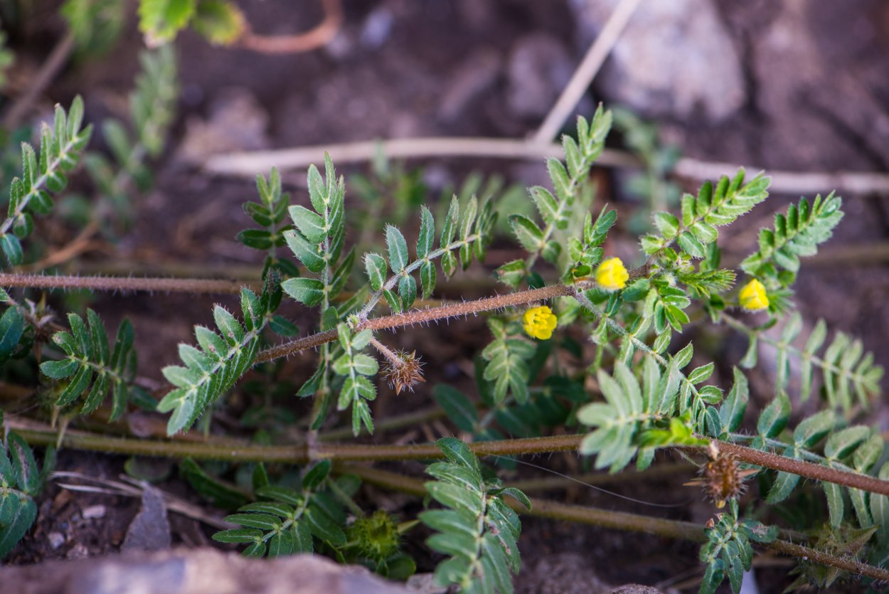 Якорцев стелющихся травы