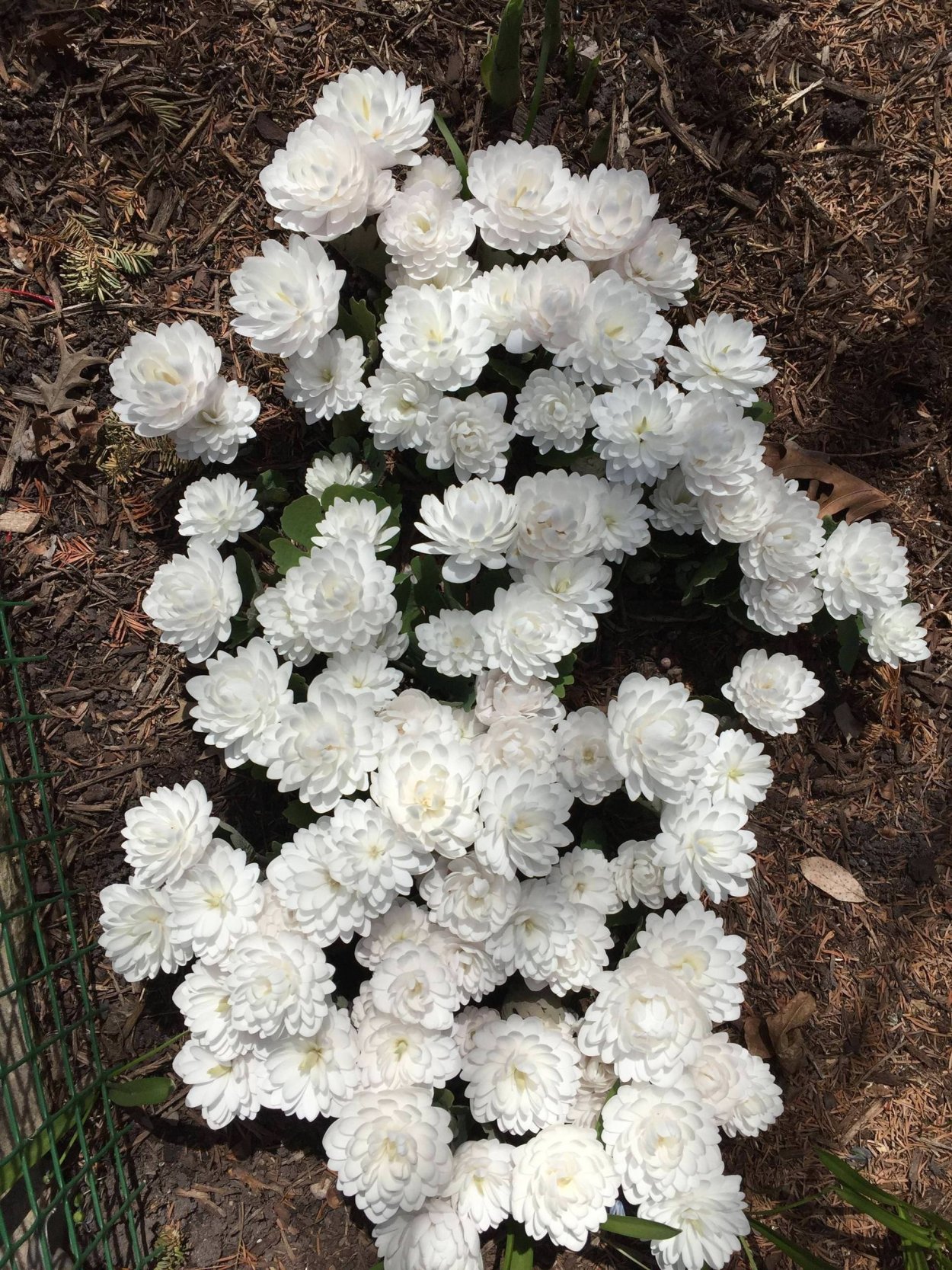 Цветок Сангвинария