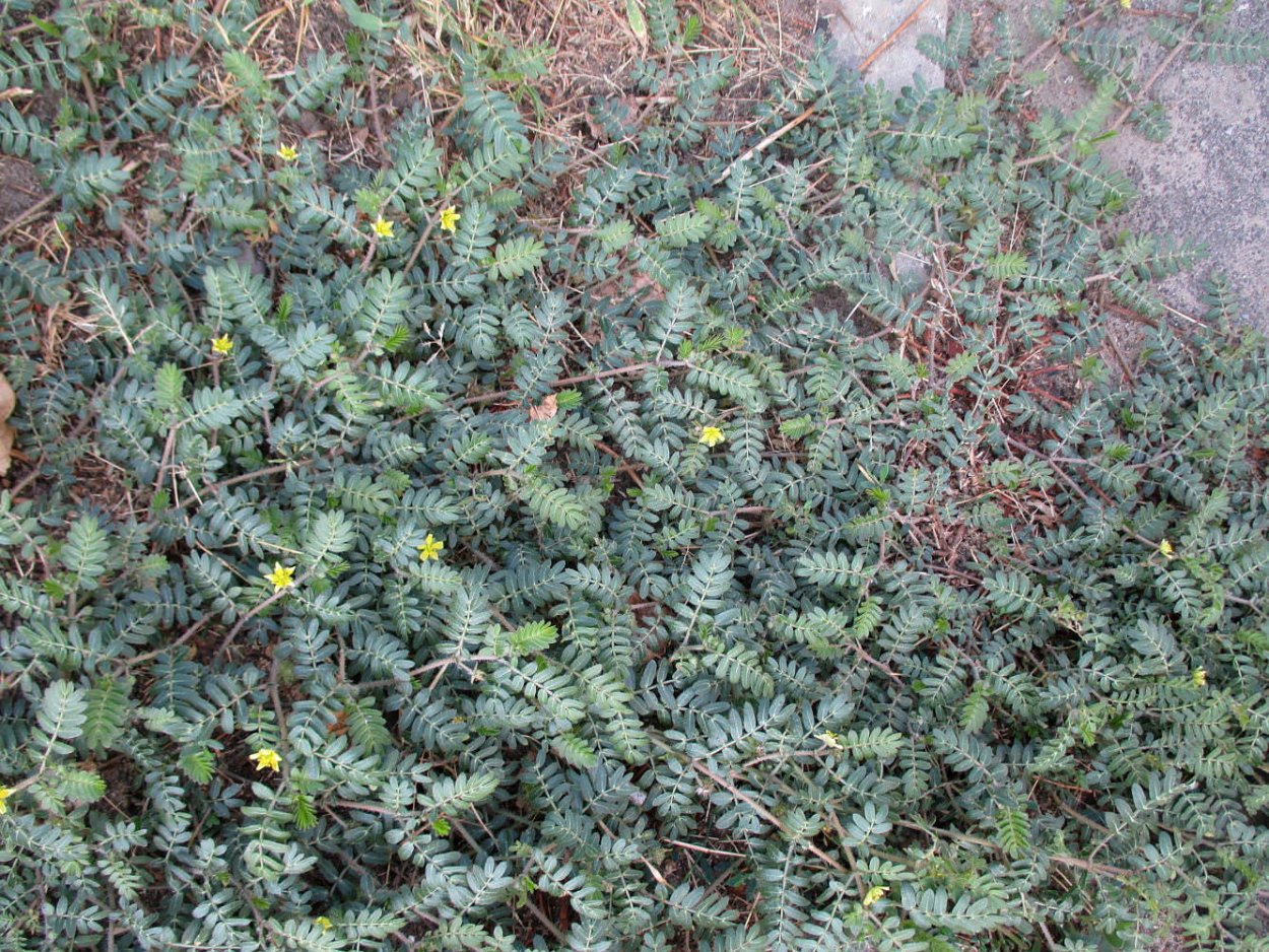 Якорцы стелющиеся (трибулус)