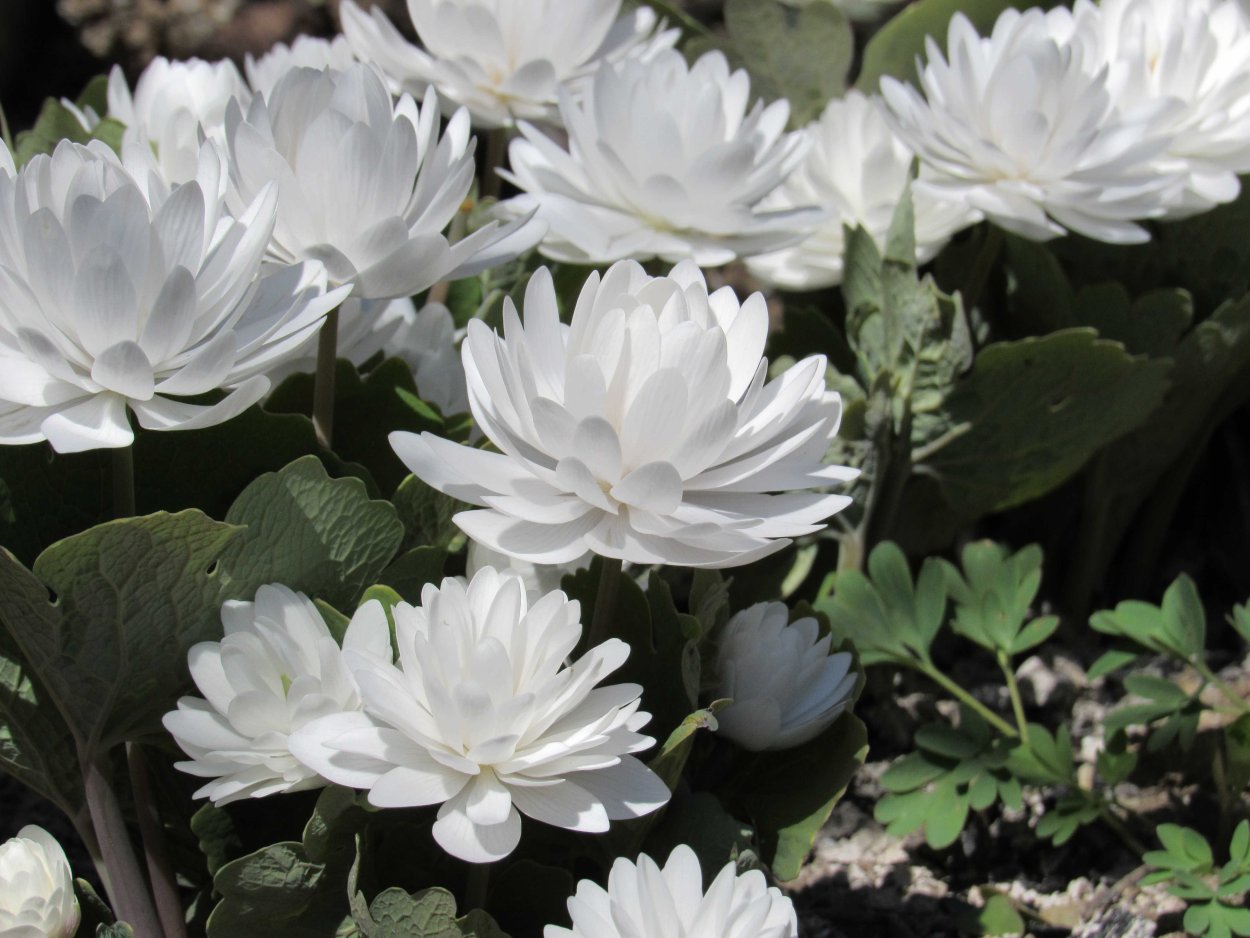 Сангвинария канадская махровая Flore pleno