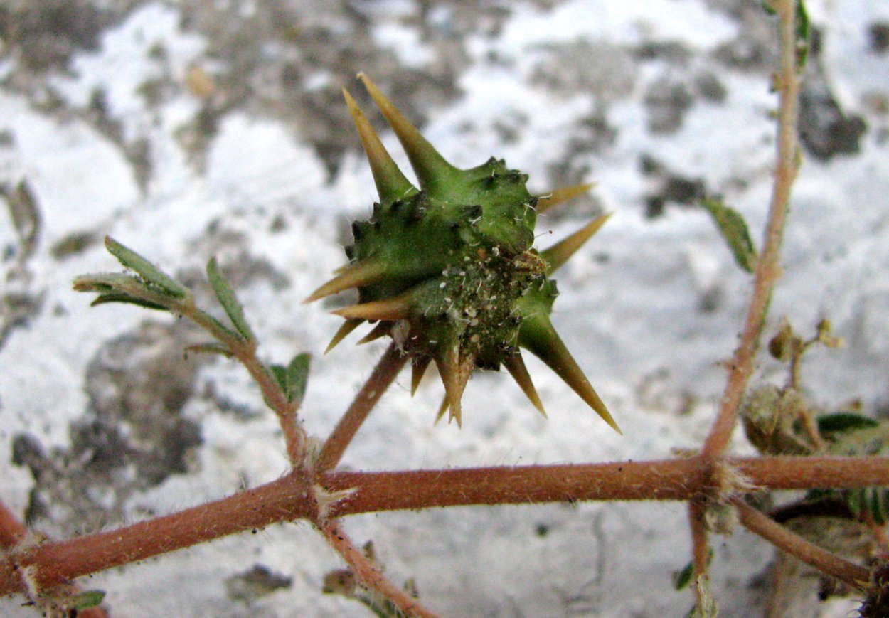 Ребравл Spiky