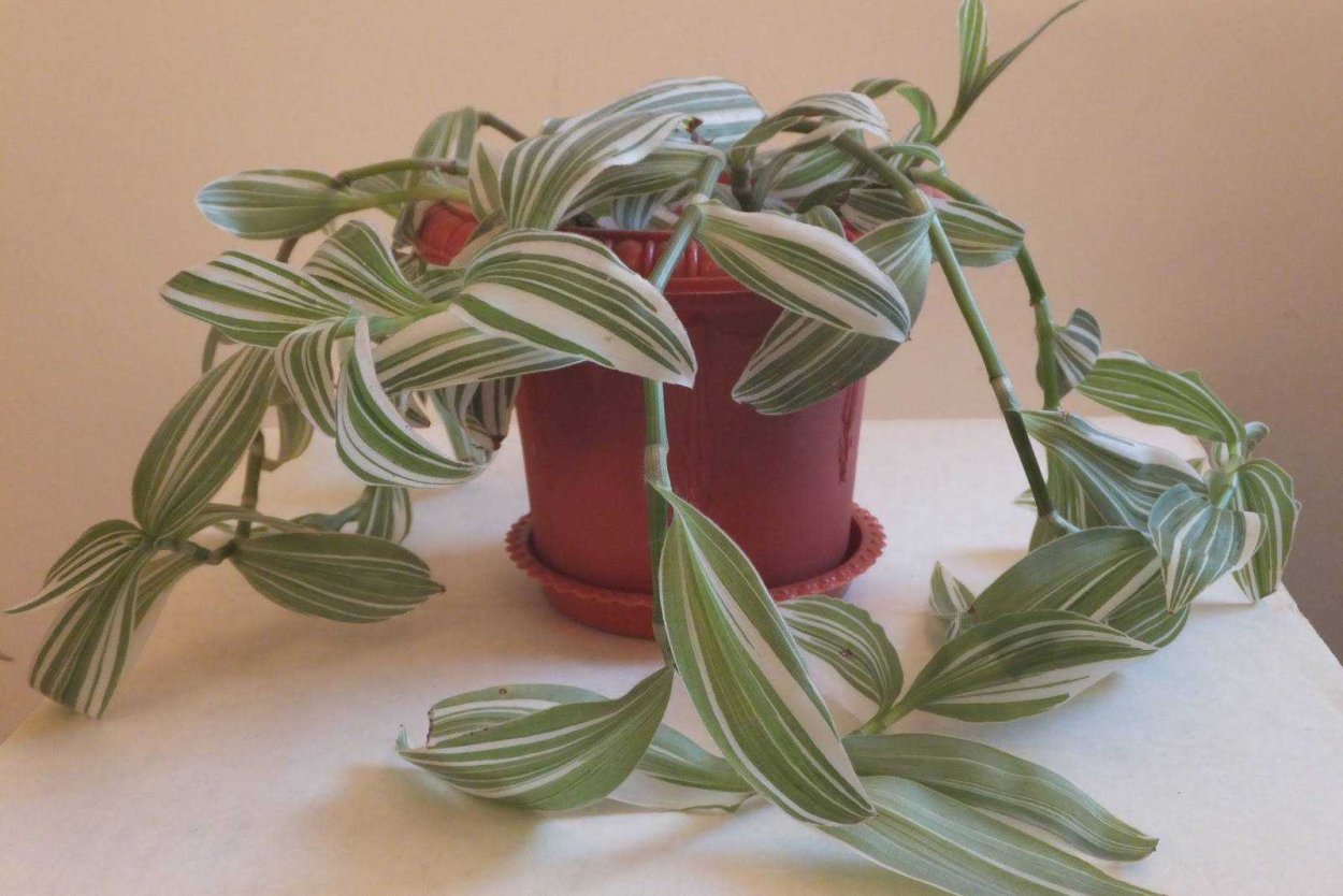 Традесканция зебрина Вариегата