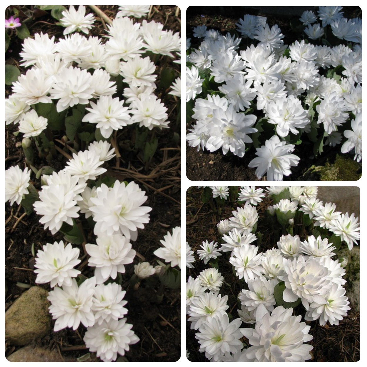 Сангвинария кустарник канадский