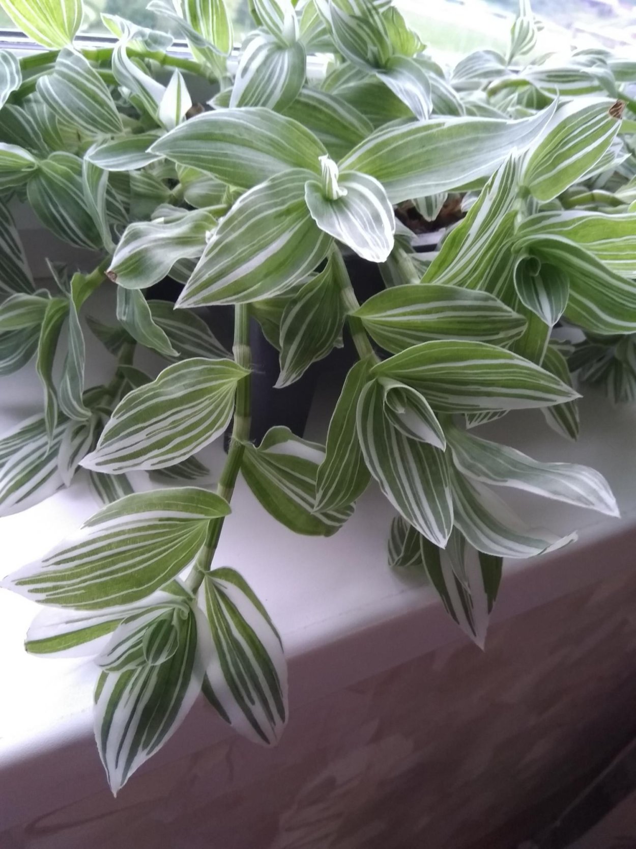 Традесканция белоцветковая зеленая