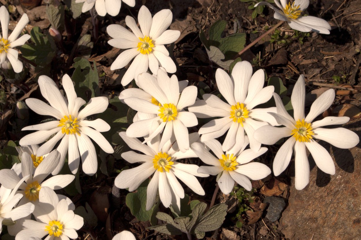 Сангвинария канадская махровая