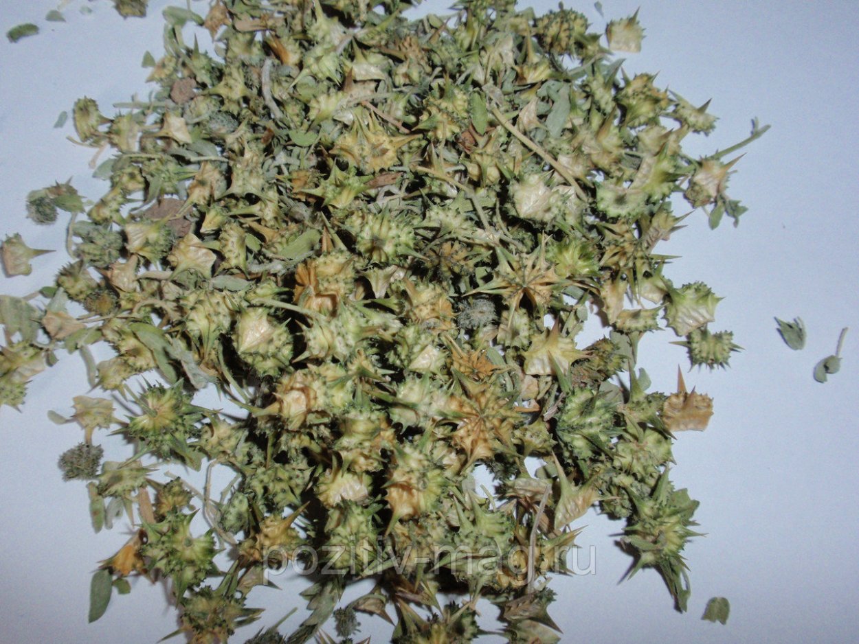 Колючка железная якорцы стелющиеся