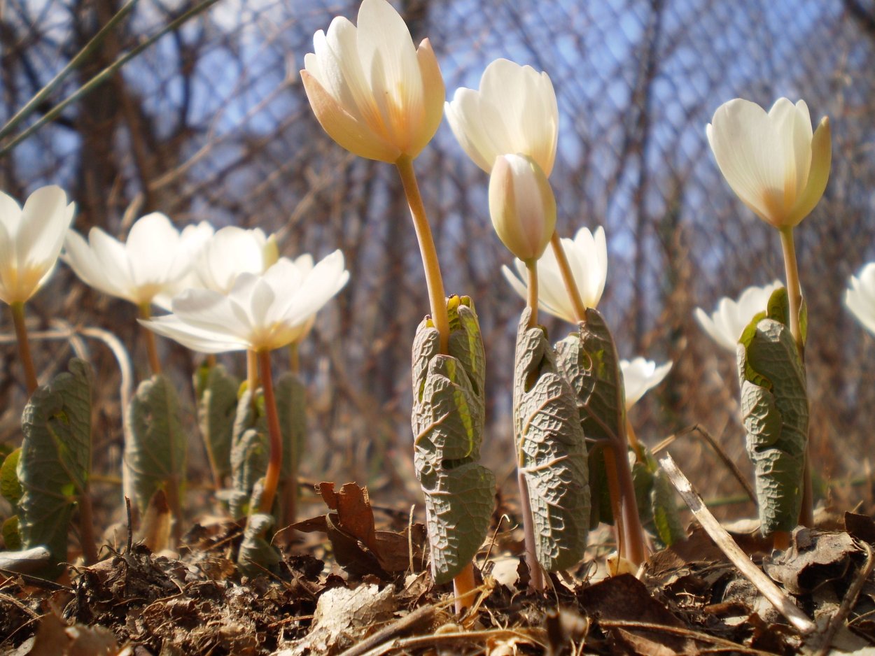 Сангвинария махровая