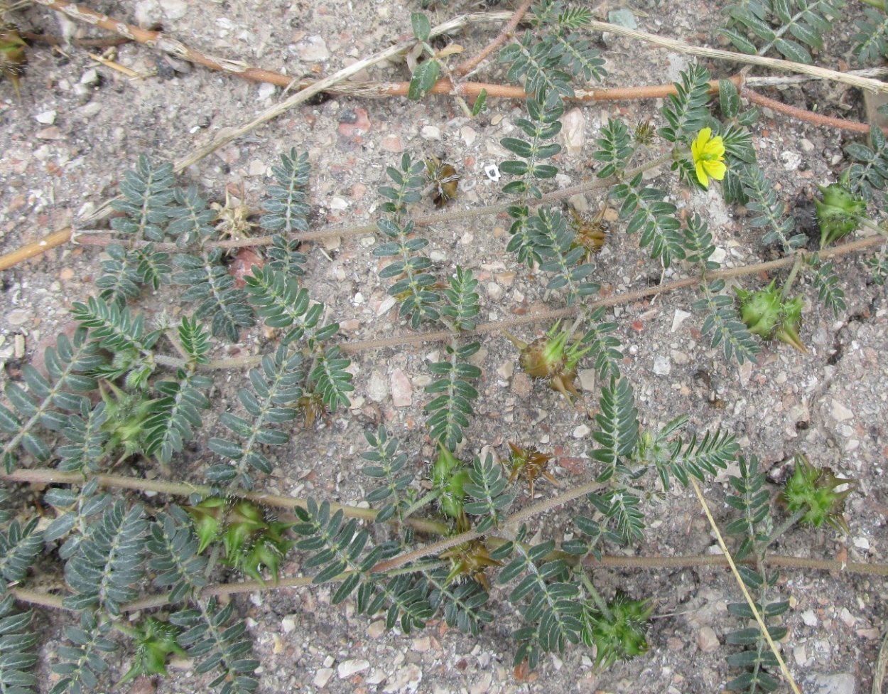 Якорцы стелющиеся сырье