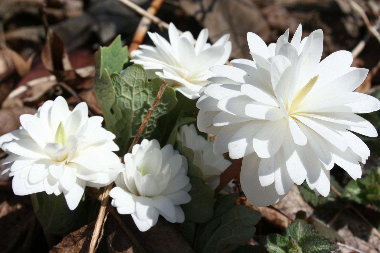 Сангвинария канадская махровая