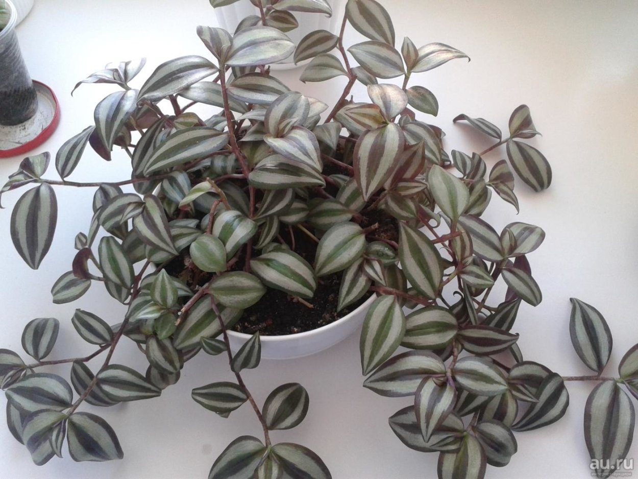 Традесканция спринг Сплеш