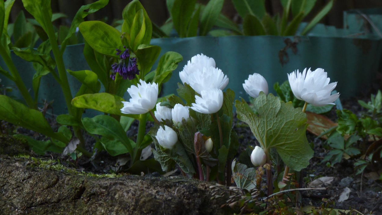 Сангвинария канадская махровая (Sanguinaria canadensis)