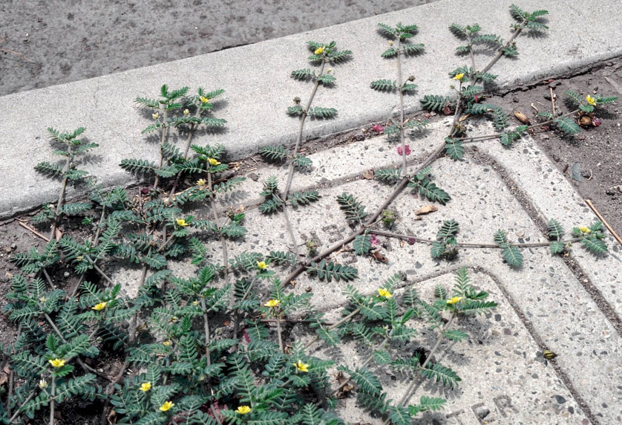 Хори Маргелон трава