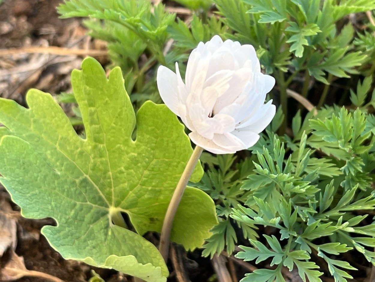 Сангвинария (Sanguinaria)