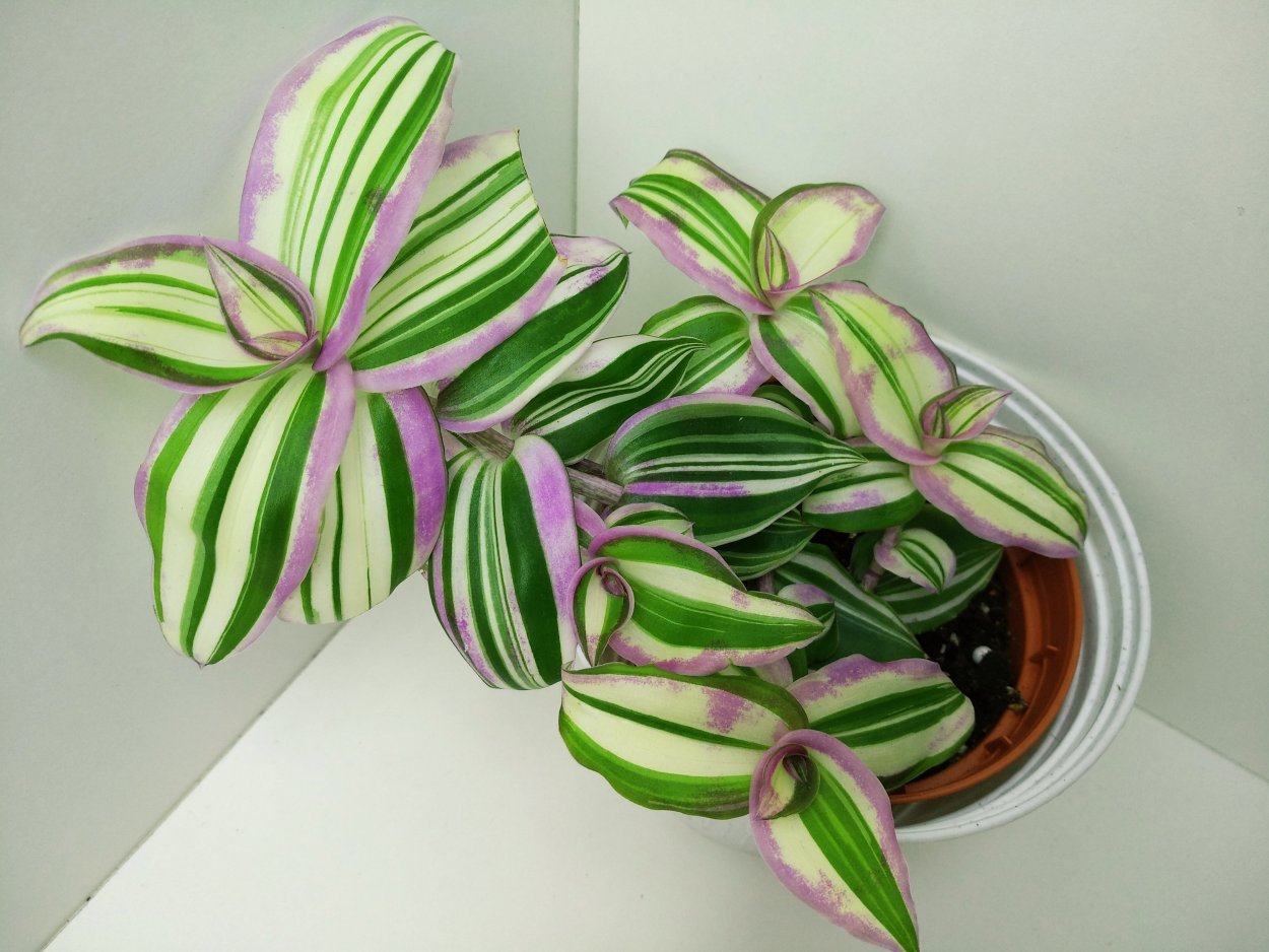 Зебрина Пендула