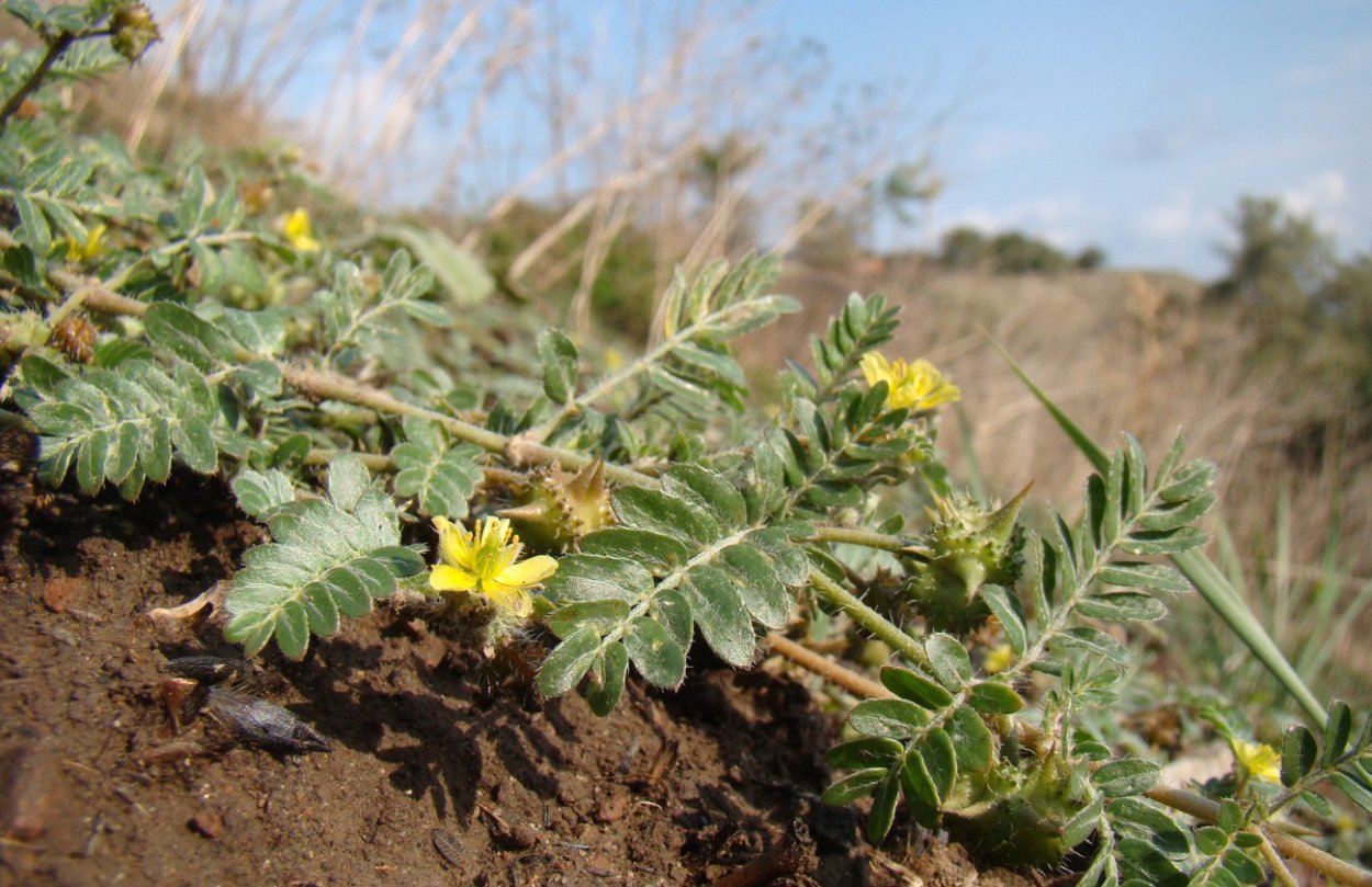 Якорцы стелющиеся (Tribulus terrestris)
