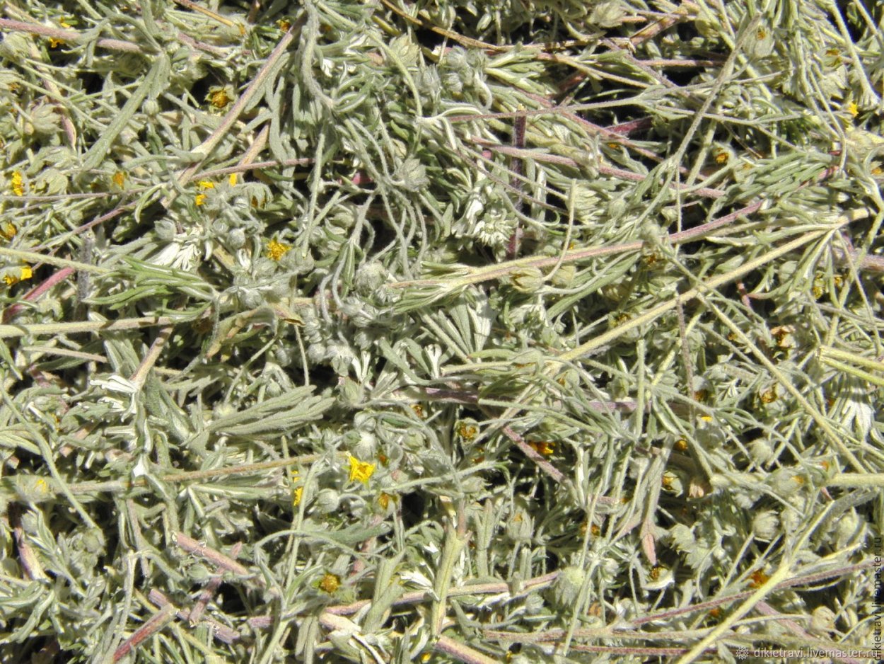 Якорцы стелющиеся плоды