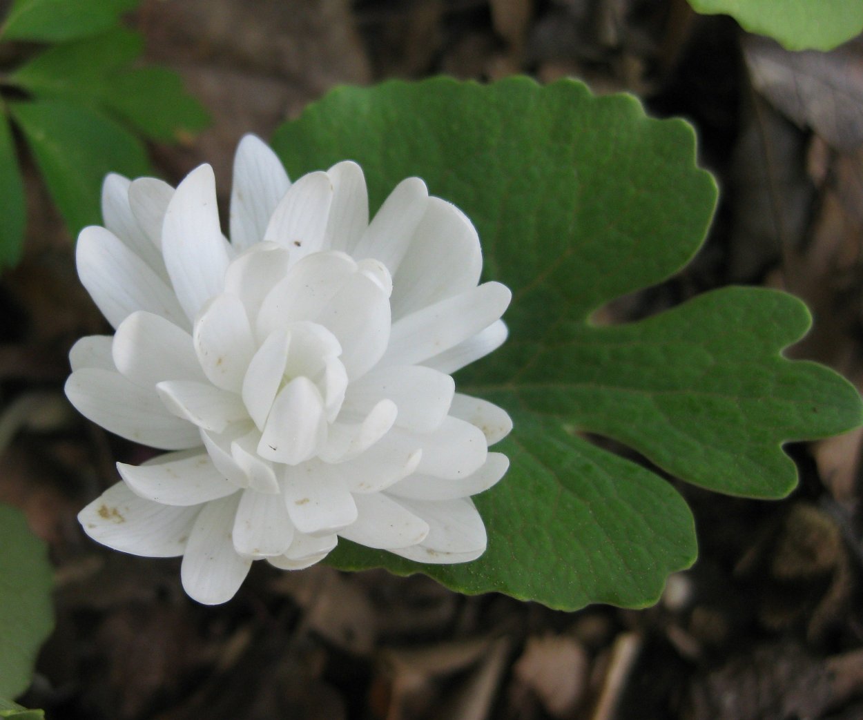 Сангвинария канадская флоре Плено