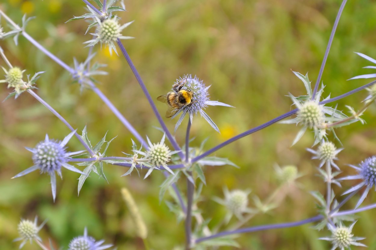 Семена с шипами