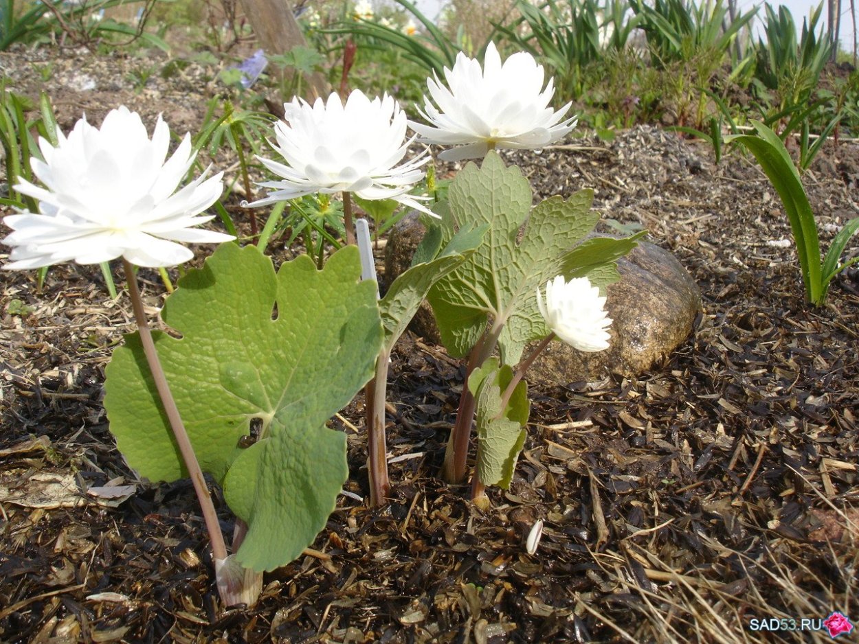 Сангвинария махровая розовая
