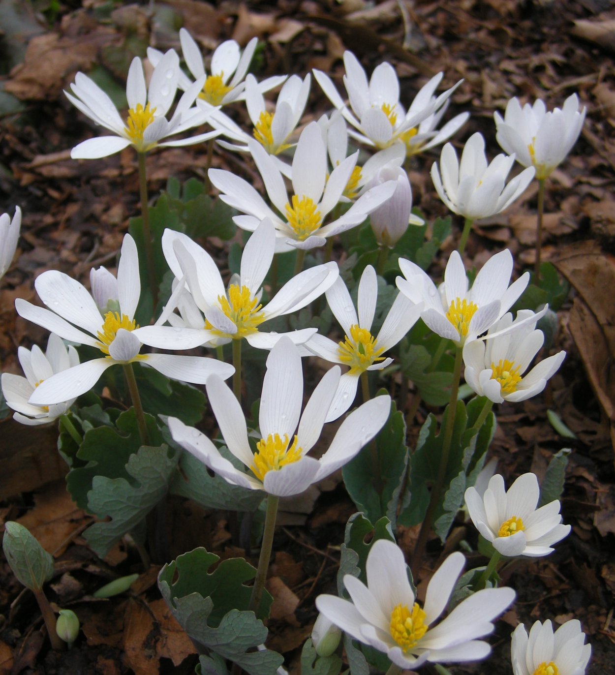 Сангвинария канадская Sanguinaria canadensis