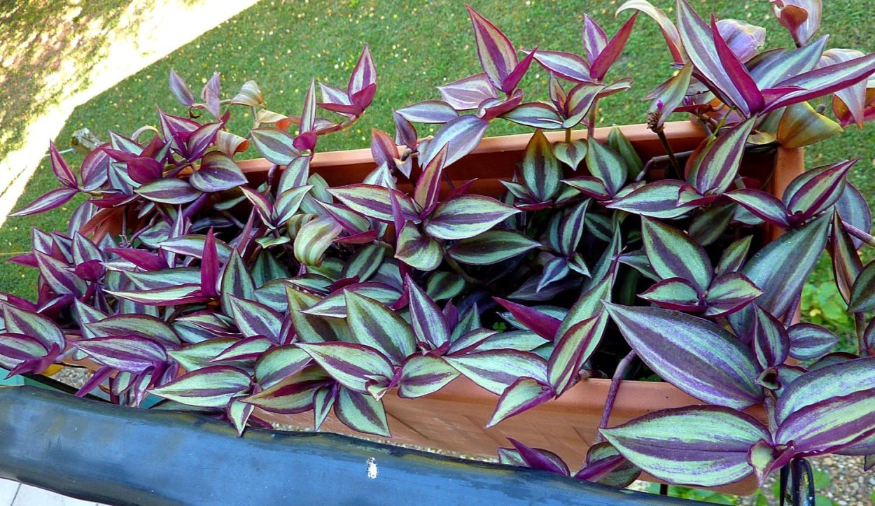 Традесканция кудрявая