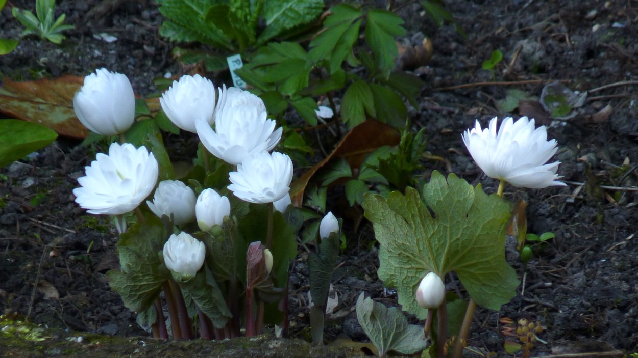 Сангвинария канадская Sanguinaria canadensis