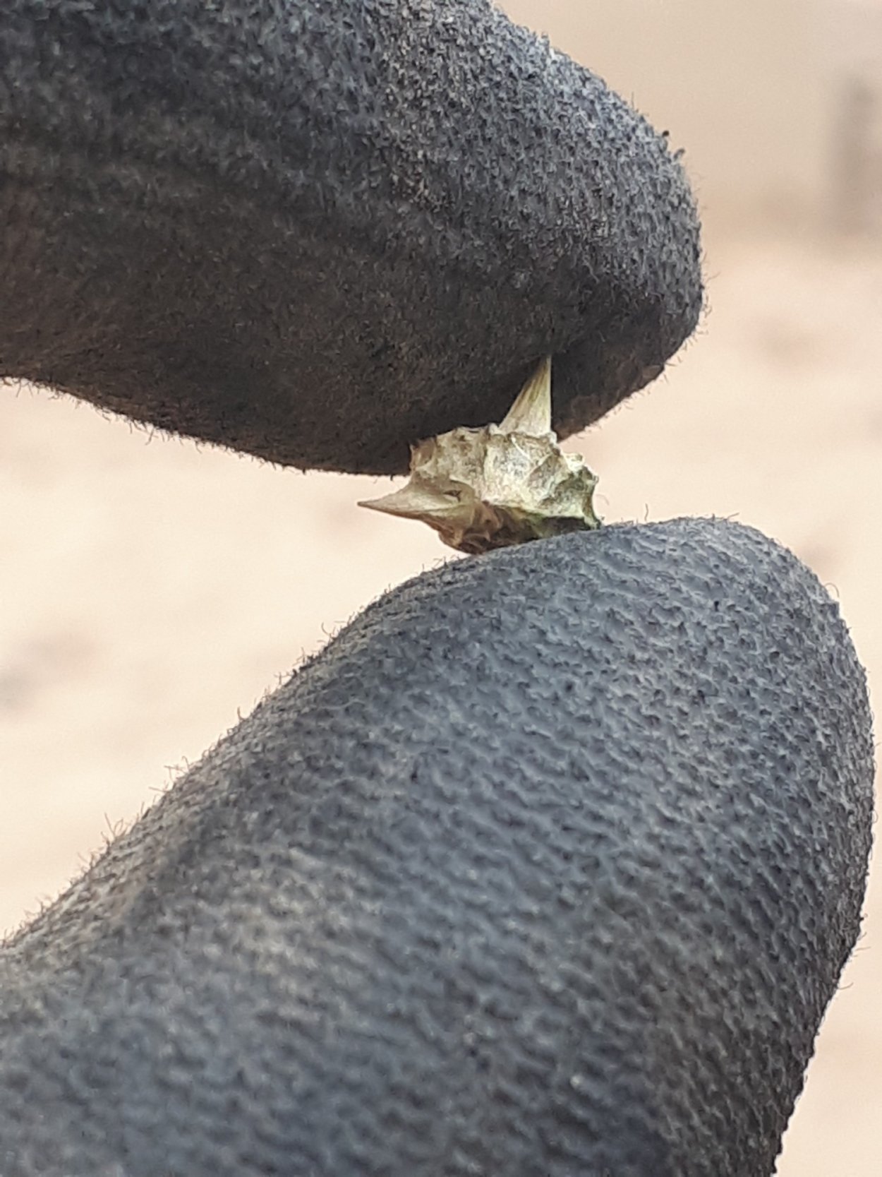 Якорцы колючки