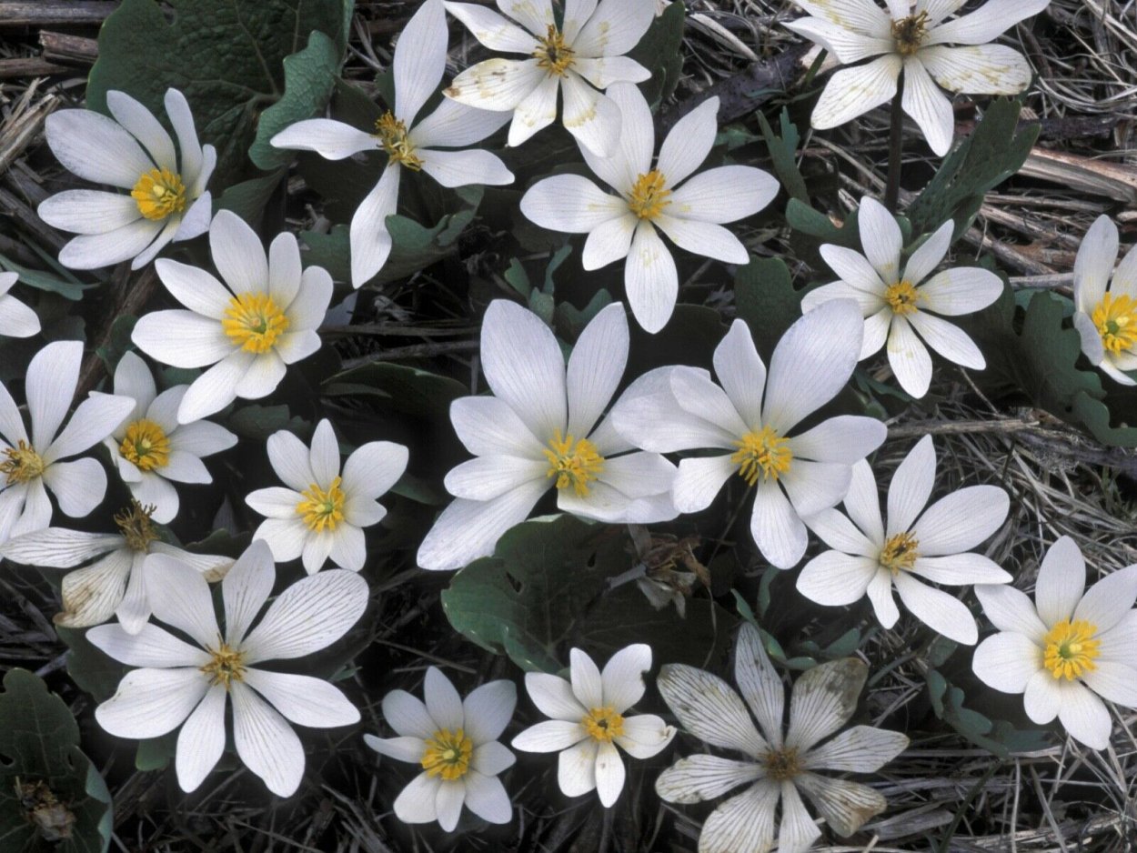 Сангвинария канадская махровая