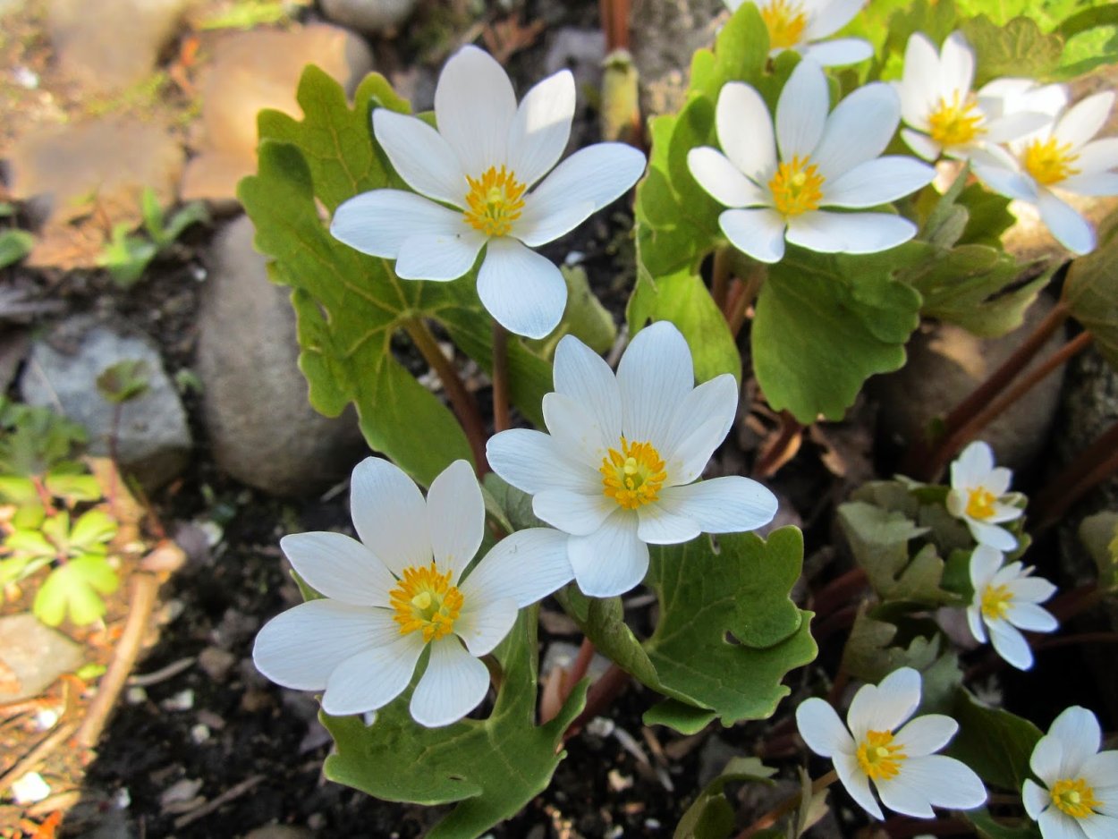 Сангвинария канадская плена