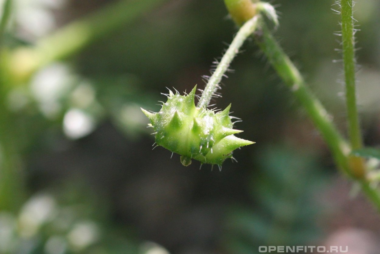 Якорец Крымский