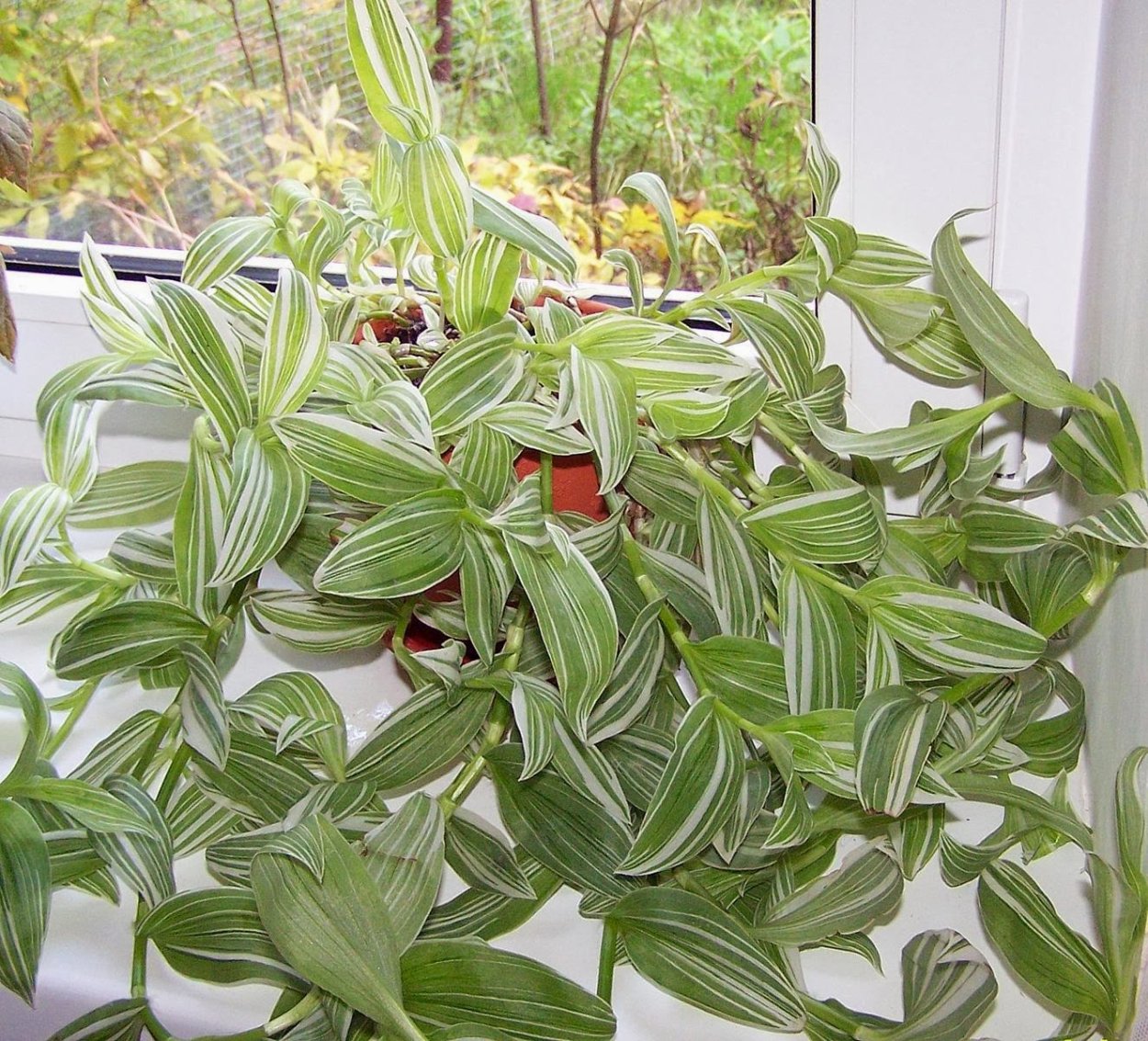 Традесканция Fluminensis quadricolor