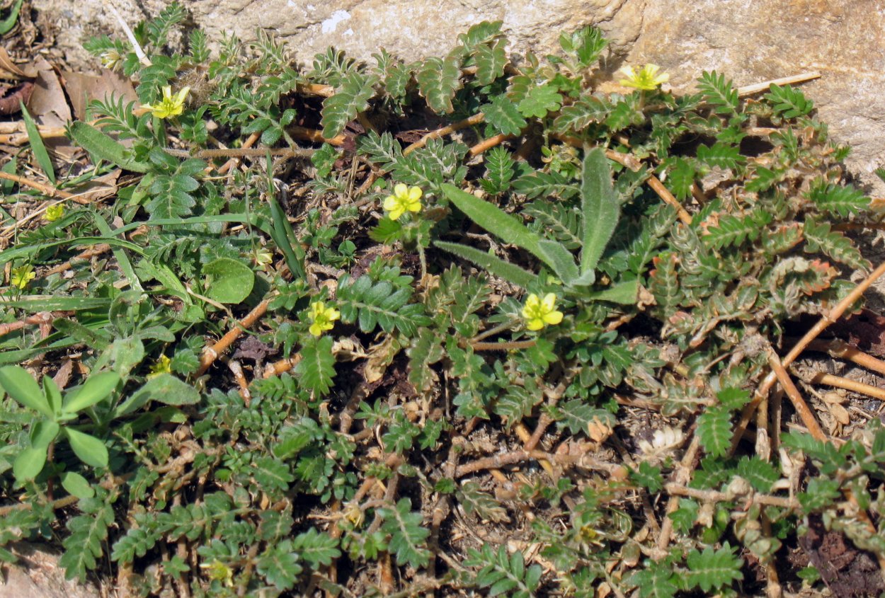 Якорцы трибулус террестрис