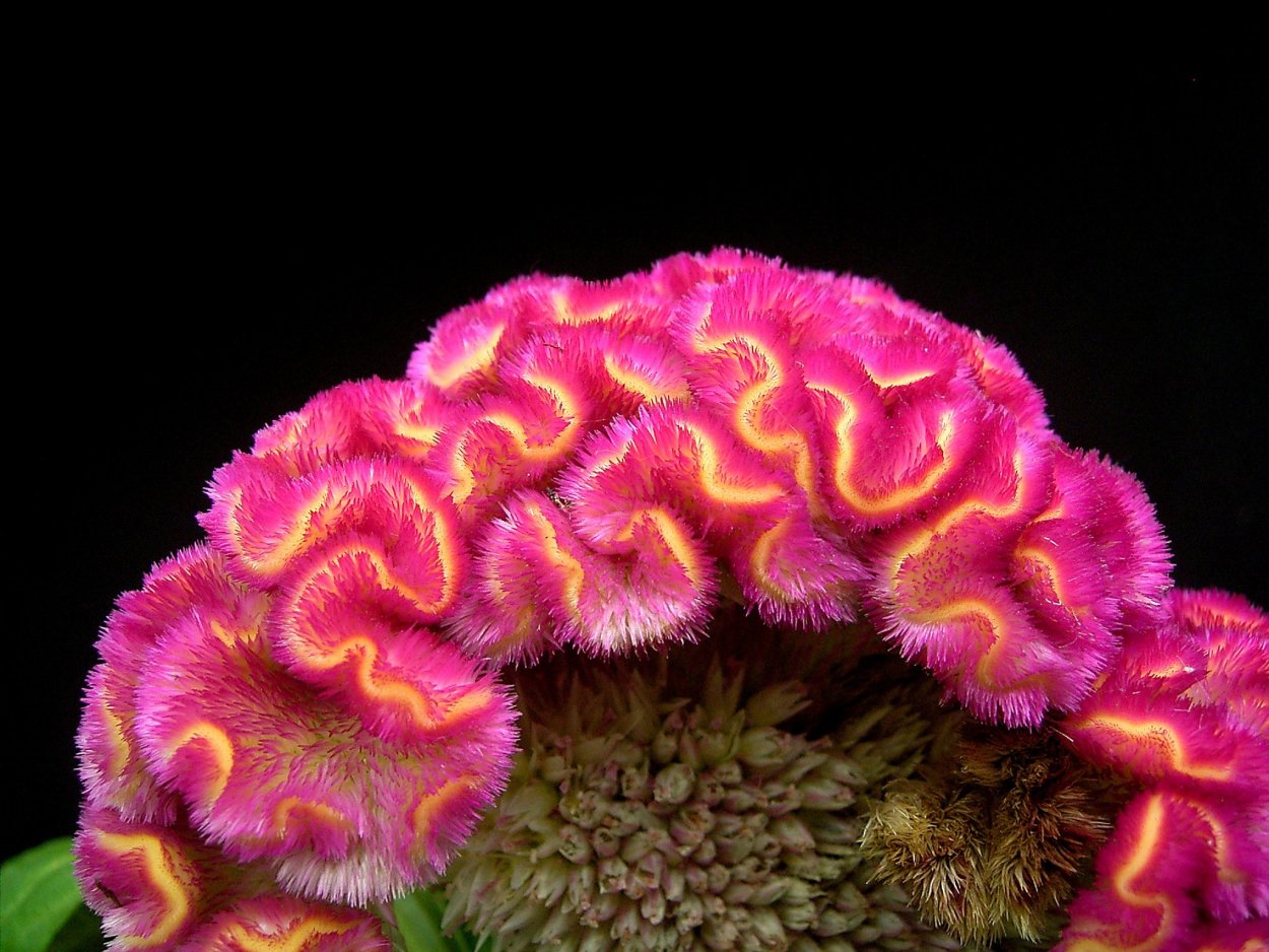 Celosia argentea var. Cristata