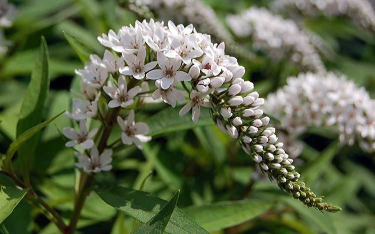 Вербейник Александер