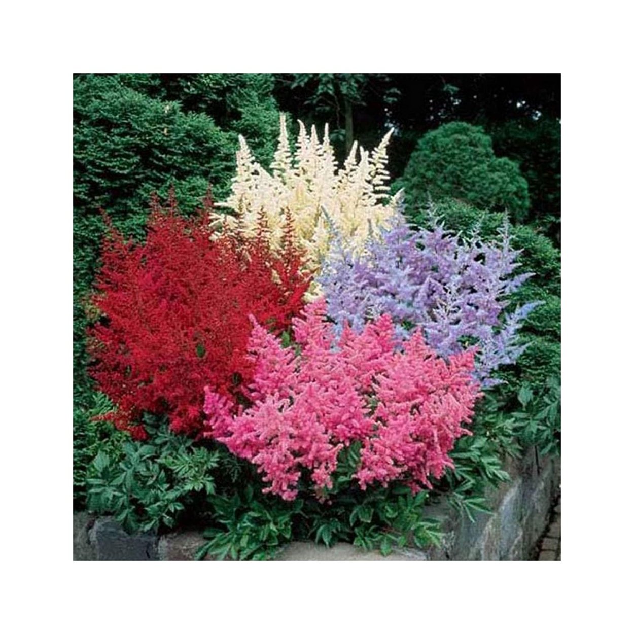 Барбарис Ауреа и вербейник