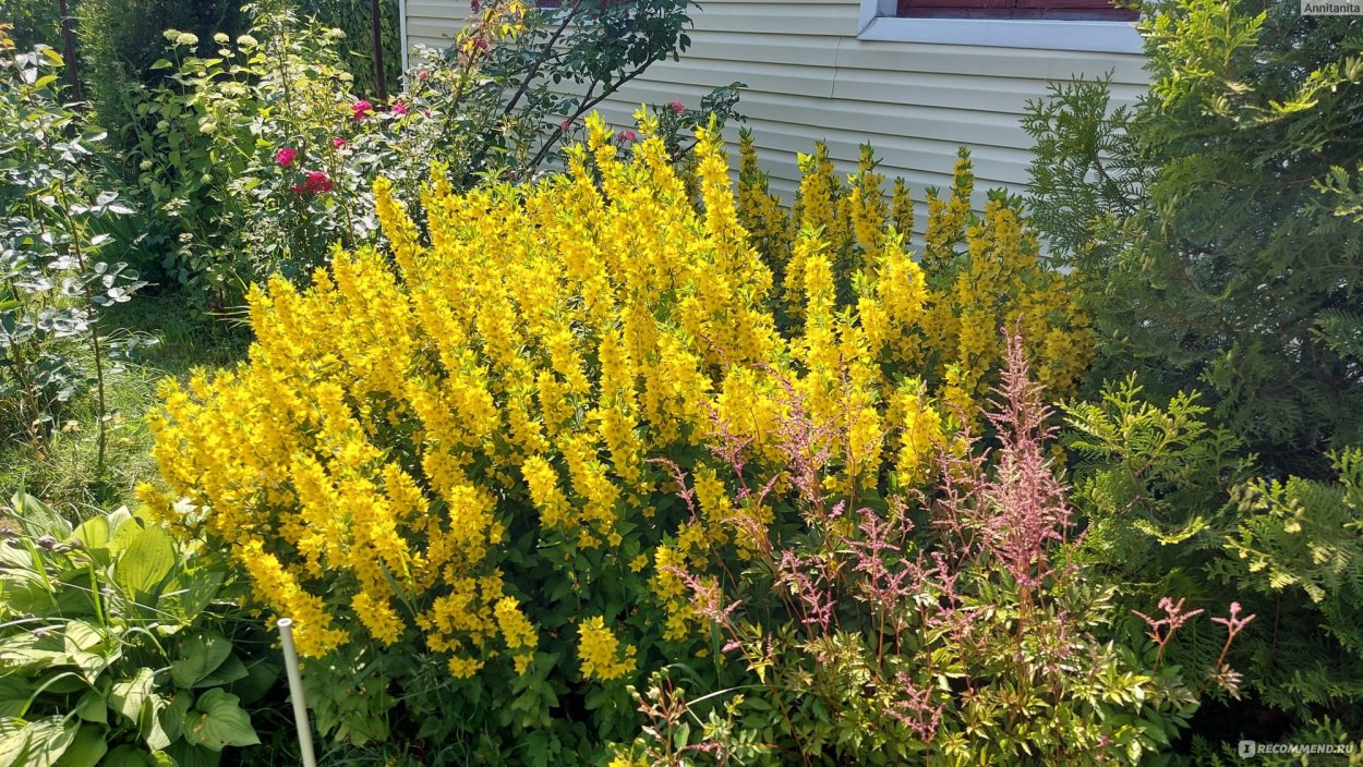 Вербейник точечный Alexander