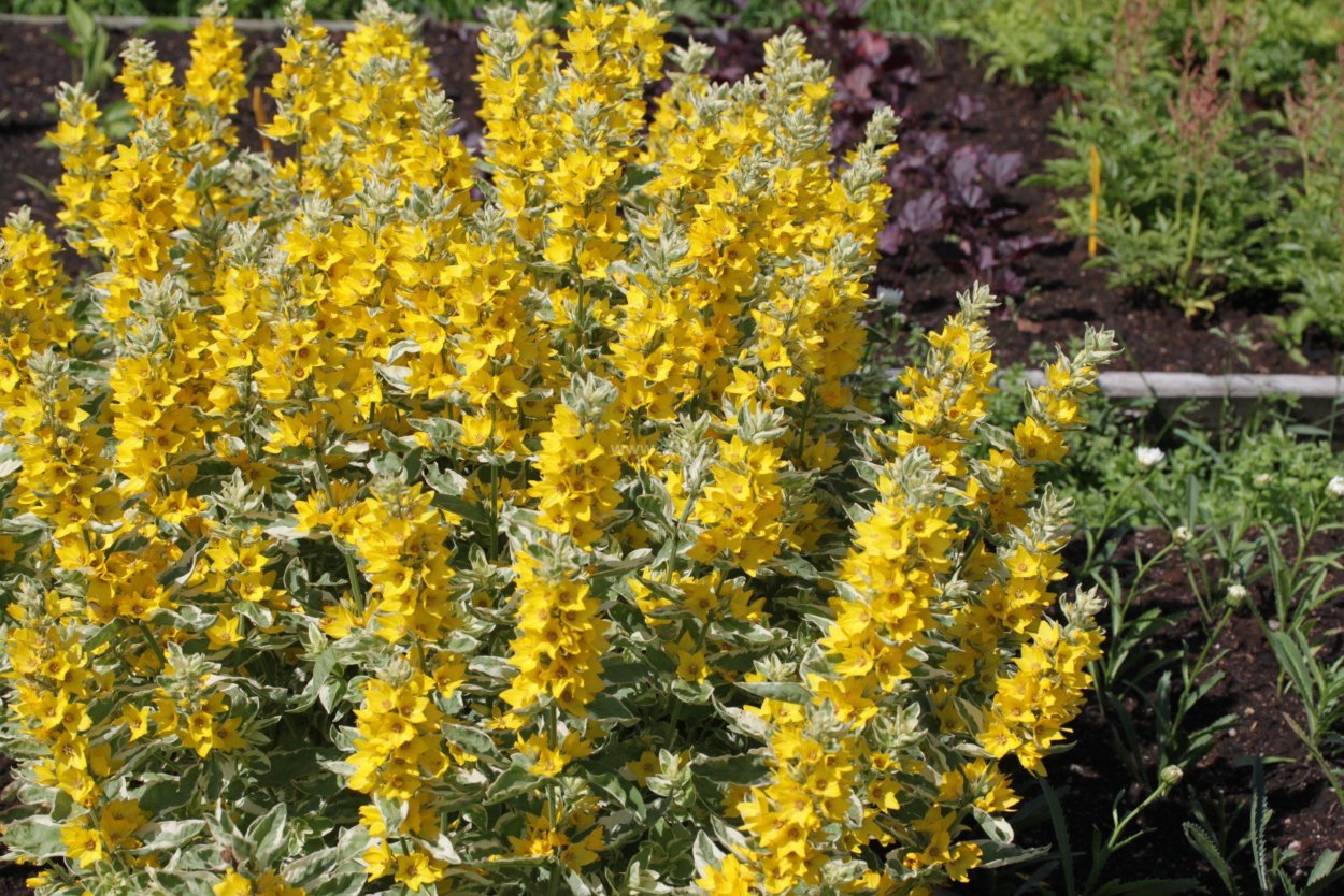 Вербейник Лизимахия