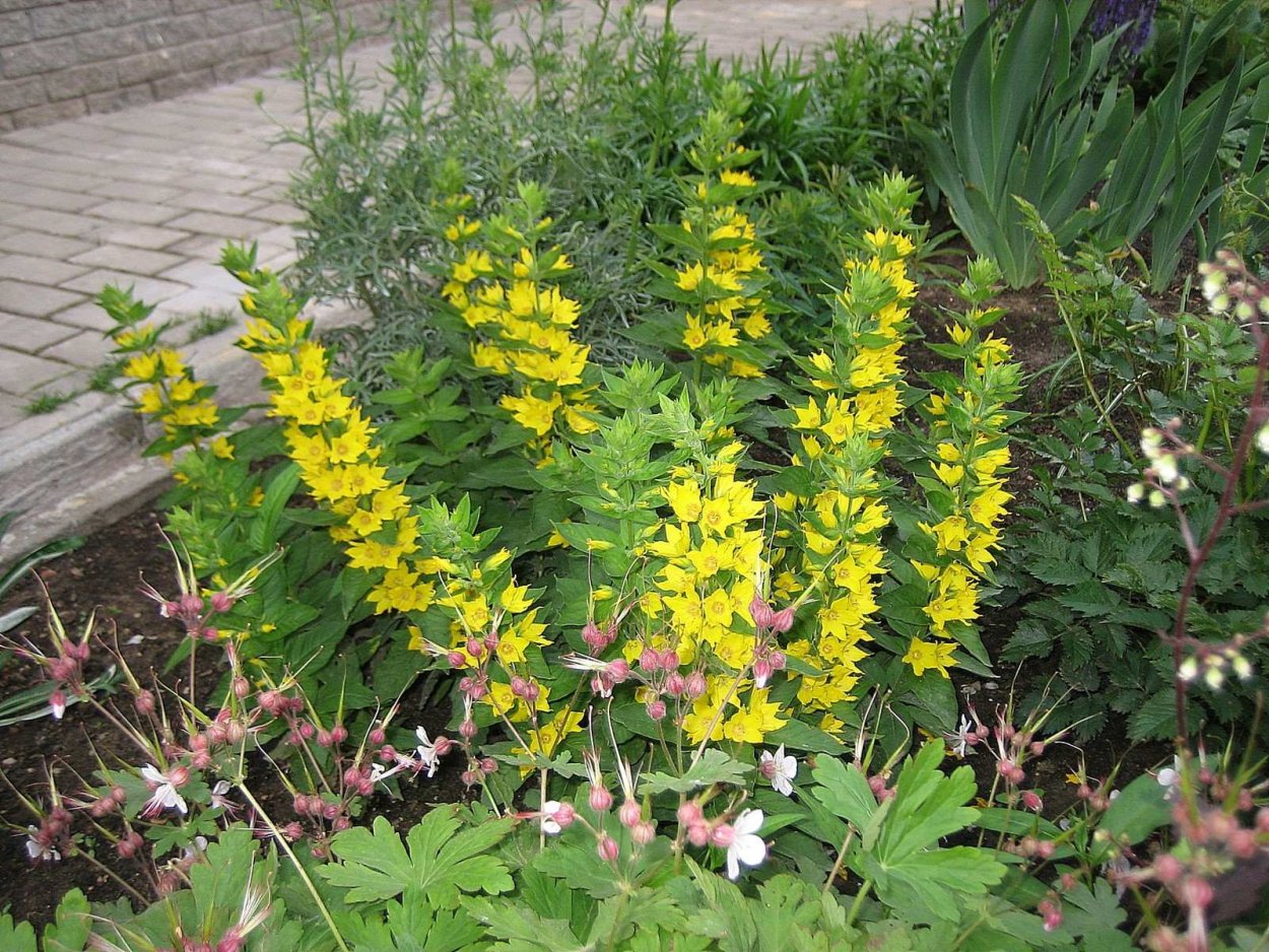 Вербейник точечный желтый