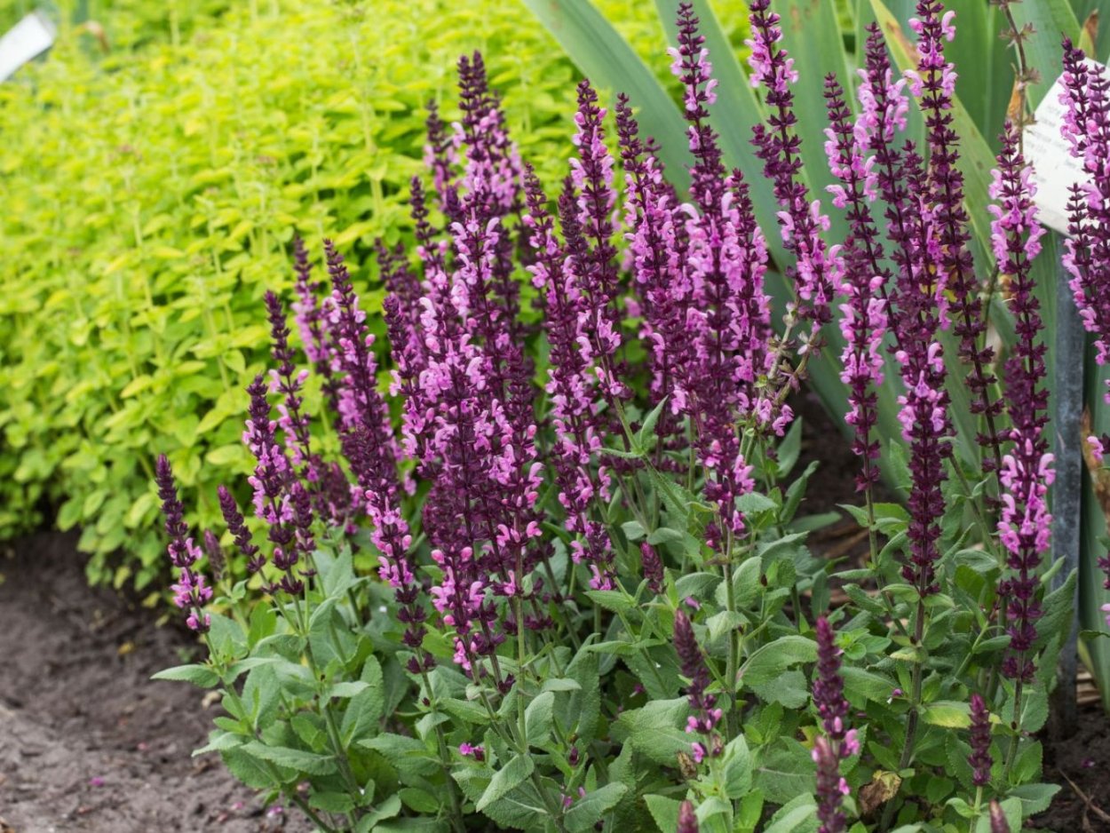 Дербенник вязолистный