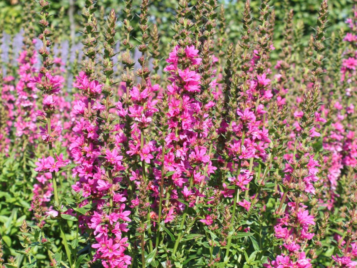 Вербейник точечный Alexander'. . . . . С2. . . , Lysimachia punctata 'Alexander'