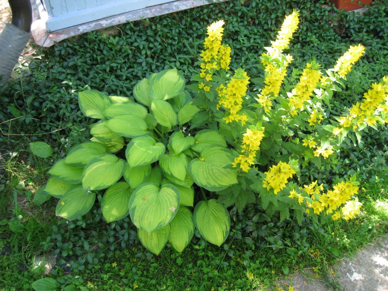 Вербейник монетчатый, вербейник точечный,