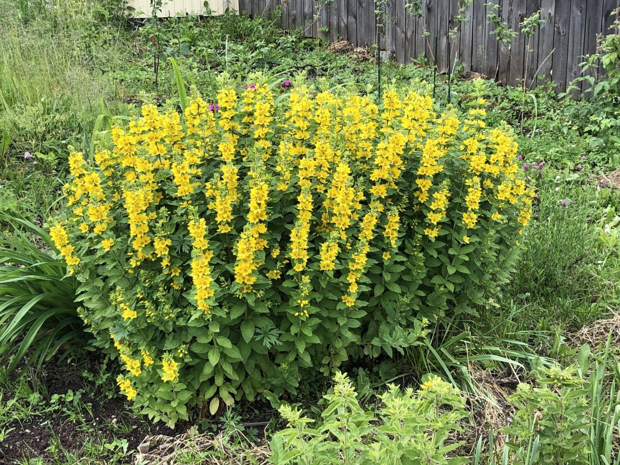 Виола ползучая вербейник