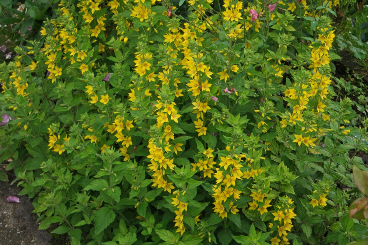 Дербенник иволистный Зигунерблют